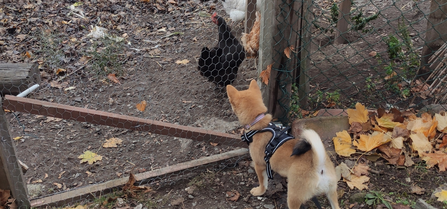 Socialiser chiot 4 mois.jpg